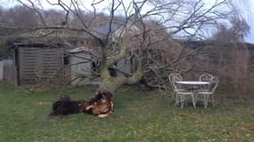 Tempête sur le Loir-et-Cher, un arbre arraché  - Témoins BFMTV