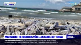 Marseille: des vélelles de nouveau échouées sur la plage