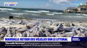 Marseille: des vélelles de nouveau échouées sur la plage