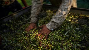 Récolte des olives au domaine d'Aghios Andreas, dans le sud-ouest du Péloponnèse, le 16 décembre 2020 en Grèce