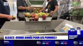 Alsace: bonne année pour les pommes! 