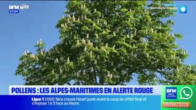 Pollens: les Alpes-Maritimes en alerte rouge, un mois avant le printemps