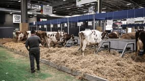 Un homme passe devant des étals de vaches à la veille de l'ouverture du 61e Salon international de l'agriculture (SIA), au parc des expositions de la Porte de Versailles, à Paris, le 21 février 2025.