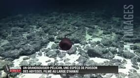 Un étrange poisson filmé au large d'Hawaii