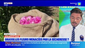 BFM Nice et vous : à Grasse, la production de fleurs à parfum menacée par la sécheresse ?