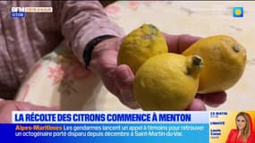Menton: la récolte des citrons débute