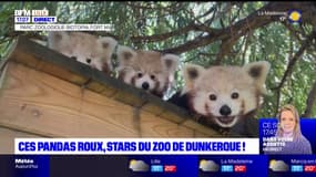 Les pandas roux, stars du zoo de Dunkerque