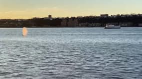 USA: une baleine nage dans le fleuve Hudson, près de New York 