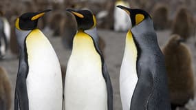 Ces pingouins ne sont tout simplement pas accoutumés à ce type de mauvais temps sur une période aussi prolongée.