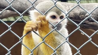 Un singe du parc zoologique de La Londe-les-Maures.