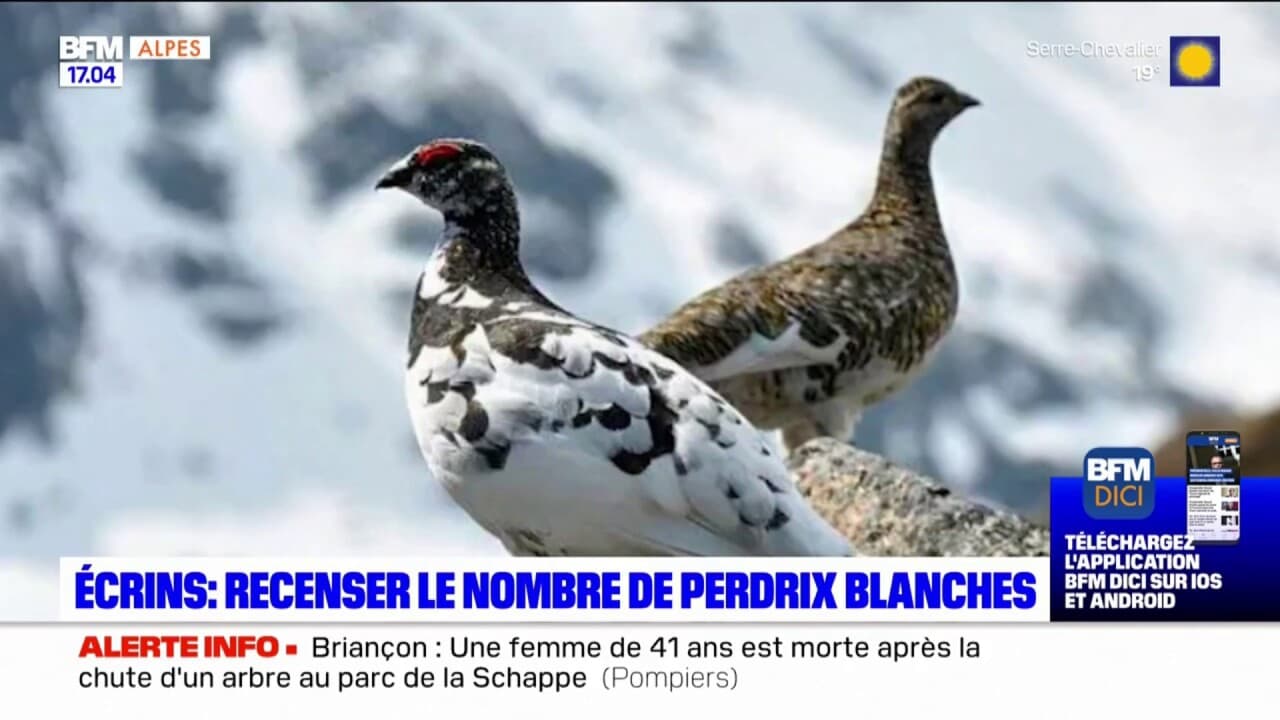 Écrins recenser le nombre de perdrix blanche, une espèce de plus en
