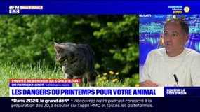 Les épillets, dangers méconnus pour vos animaux de compagnie au printemps