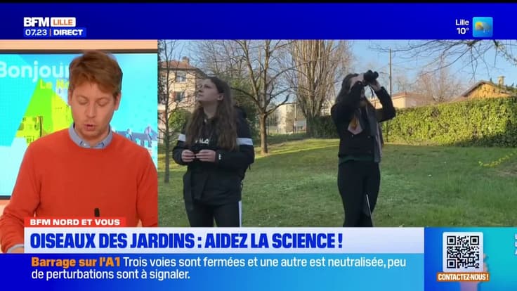 BFM Nord et vous: compter les oiseaux dans son jardin pour aider la science