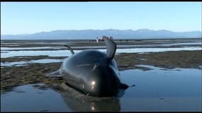 Nouvelle-Zélande: 200 baleines s'échouent sur une plage
