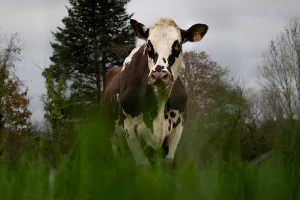 Oreillette, une vache normande de 5 ans, est l'égérie du Salon de l'Agriculture 2024