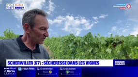 Alsace: les vignobles menacés par la sécheresse