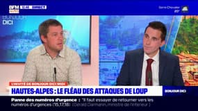 "On ne peut pas s'y faire": le président des jeunes agriculteurs des Hautes-Alpes exprime le désarroi des éleveurs face au loup