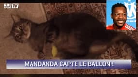 Messi, Kanté, Buffon… Et si ces chats étaient footballeurs ?