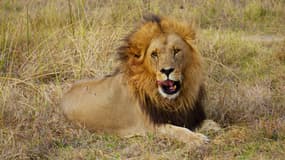 Un lion blesse un homme dans les rues de Nairobi au Kenya - Vendredi 18 mars 2016