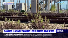 Cannes: la SNCF combat les plantes invasives le long des voies ferrées