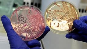 Les recherches piétinent sur l'origine de la contamination liée à la bactérie E. coli. Après avoir incriminé à tort des concombres importés d'Espagne, les autorités de Hambourg, épicentre de l'épidémie qui a fait 23 morts et contaminé 2.400 personnes dans