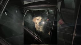 Photo d'un chiot enfermé dans une voiture à Saint-Martin-du-Var, publiée sur Facebook le 17 avril 2025