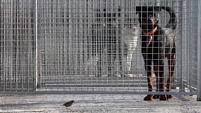 Animaux en cage à la SPA (illustration)