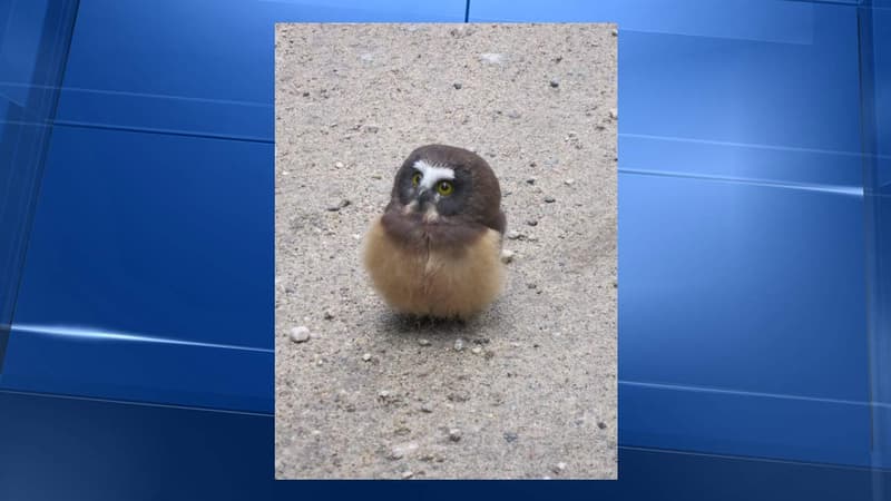 Un bébé hibou a eu un drôle de "conversation" avec des policiers.