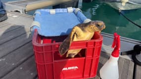 Gigi, une tortue caouane, a été relâchée au large d'Antibes en juin 2024. 