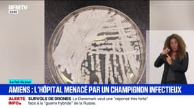 L'hôpital d'Amiens lutte contre un champignon infectieux résistant