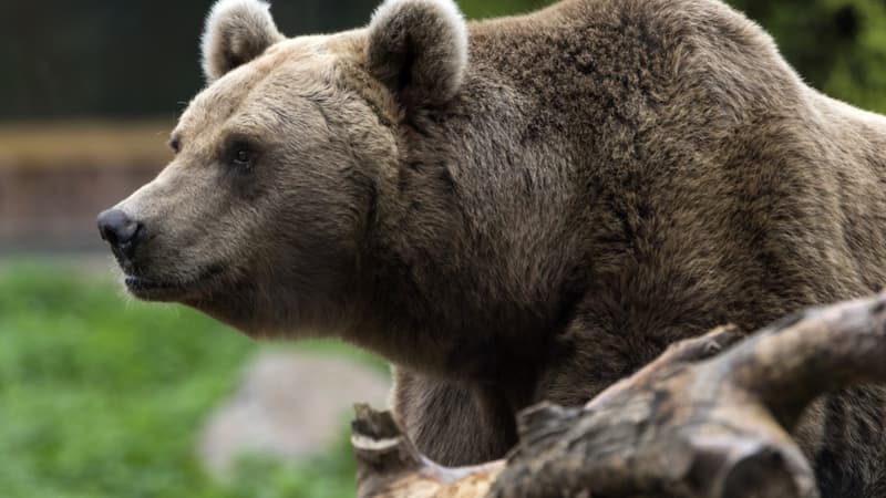 Un ours brun dans son enclos, au parc zoologique d'Amneville, le 12 octobre 2017 (Photo d'illustration)