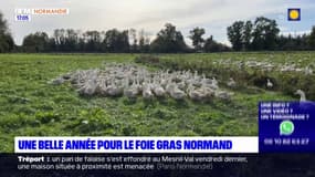Normandie: les producteurs de foie gras accélèrent leur production, une belle année en prédiction