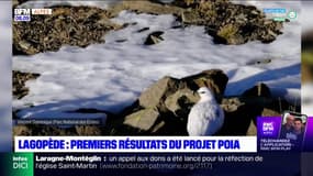 Lagopède alpin: premiers résultats du projet POIA