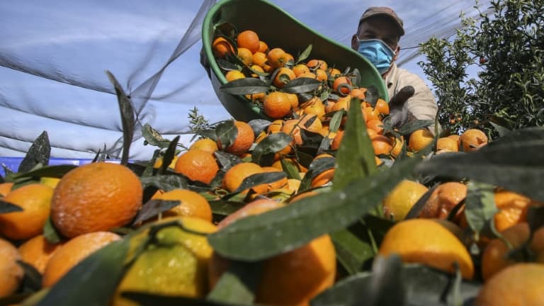 Un saisonnier marocain ramasse des clémentines à Folelli, en Corse