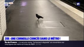 Paris: une corneille coincée dans le métro