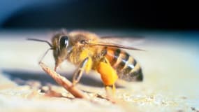 Une abeille tueuse (photo d'illustration)