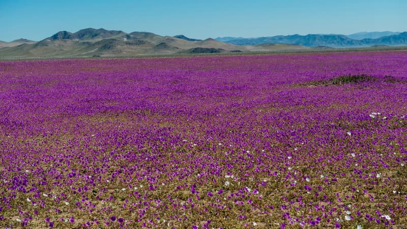 Les pluies intenses ont favorisé l'éclosion des fleurs 