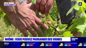 Rhône : vous pouvez parrainer des vignes