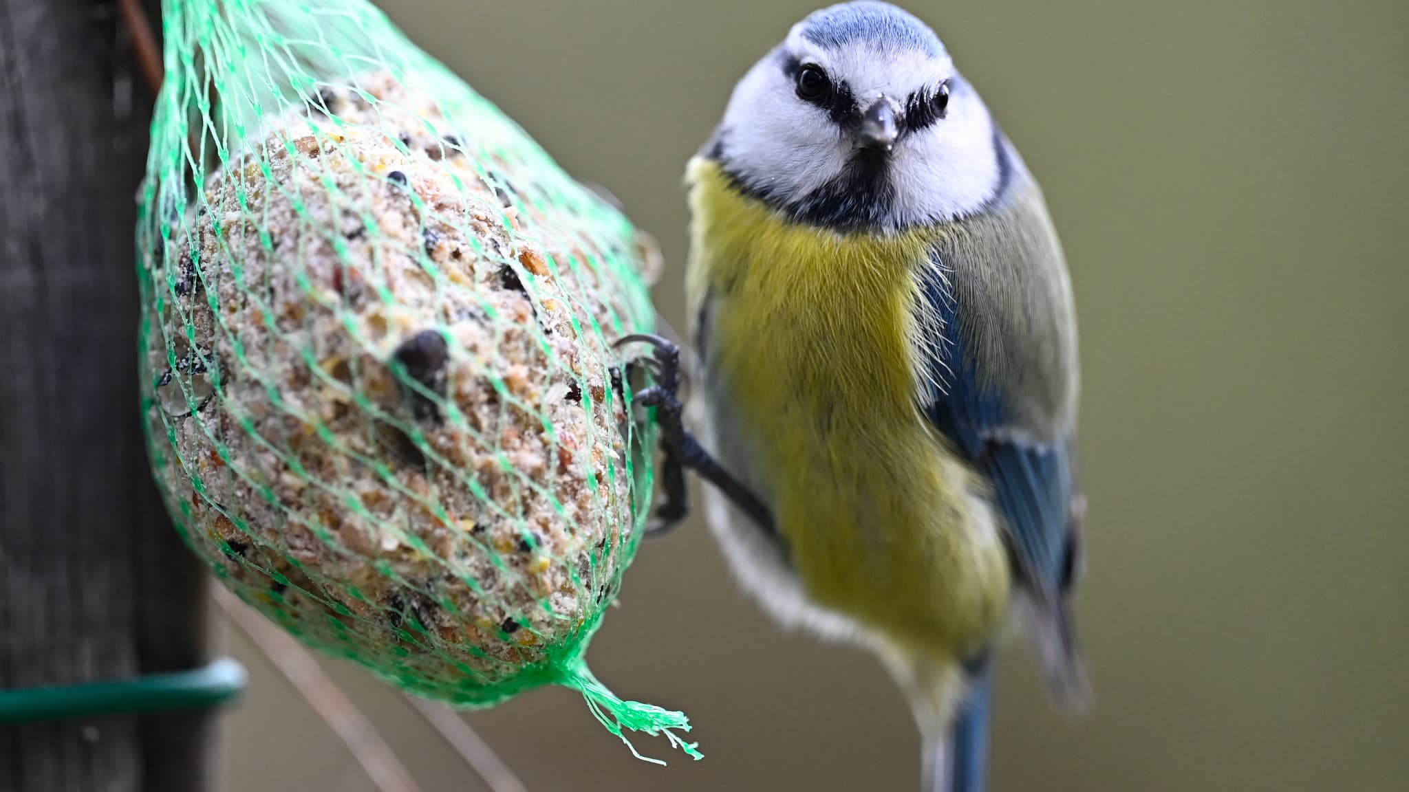 Une mésange bleue accrochée à une boule de graisse. Une mésange bleue accrochée à une boule de graisse.