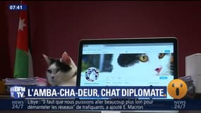 L'Amba-cha-deur, chat diplomate