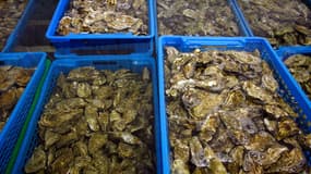 En un mois, Yohan, ostréiculteur au Cap Ferret, a perdu 5 tonnes d’huîtres, soit 20 000 euros environ.