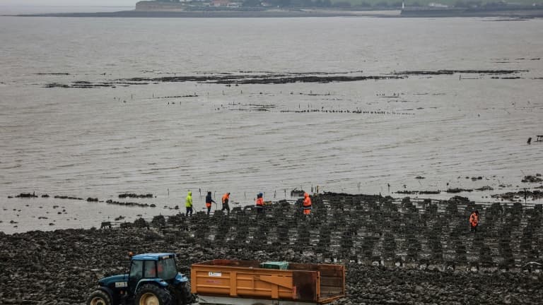 Des anciens parcs à huîtres sont démontés sur l'estran rocheux de la plage de Pampin, au nord de La Rochelle, le 23 janvier 2023 