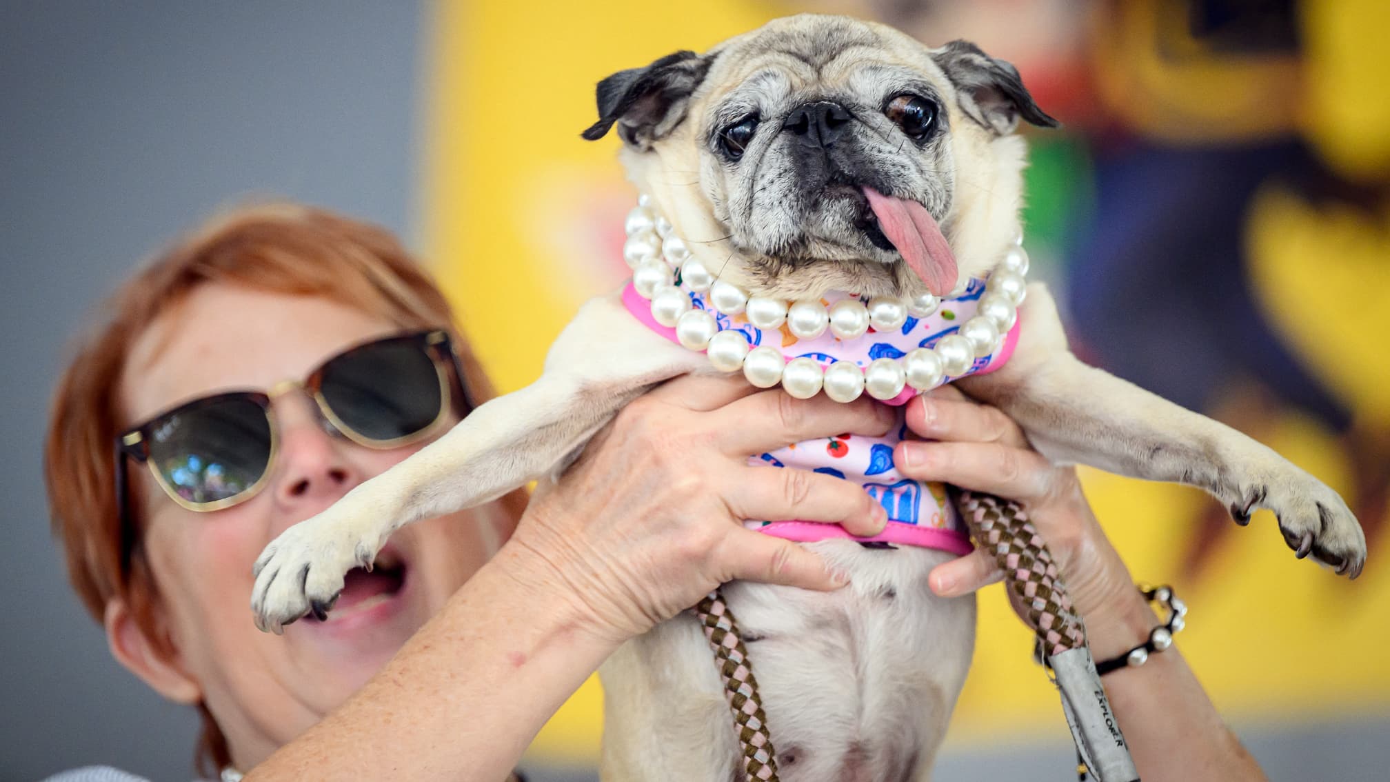 Jinny Lu, carlin recueilli dans un refuge, remporte le concours du chien le plus laid du monde