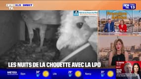 Les nuits de la chouette: les premiers envols des chouettons ont eu lieu