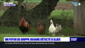Nord: un second foyer de grippe aviaire découvert à Illies
