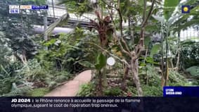 Lyon City: on a testé un atelier du jardin botanique pour apprendre à prendre soin de ses plantes vertes
