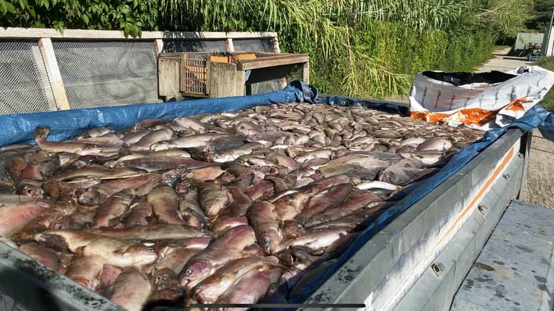 Des truites retrouvées mortes à la pisciculture du Paradou à Pignans (Var).