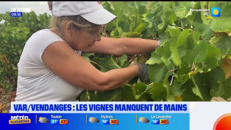 Var/vendanges : les vignes manquent de mains 