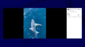 Un requin pêché pendant un concours de pêche à Palavas-les-Flots