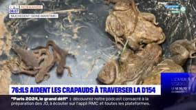 Seine-Maritime: des bénévoles aident les crapauds à traverser la D154